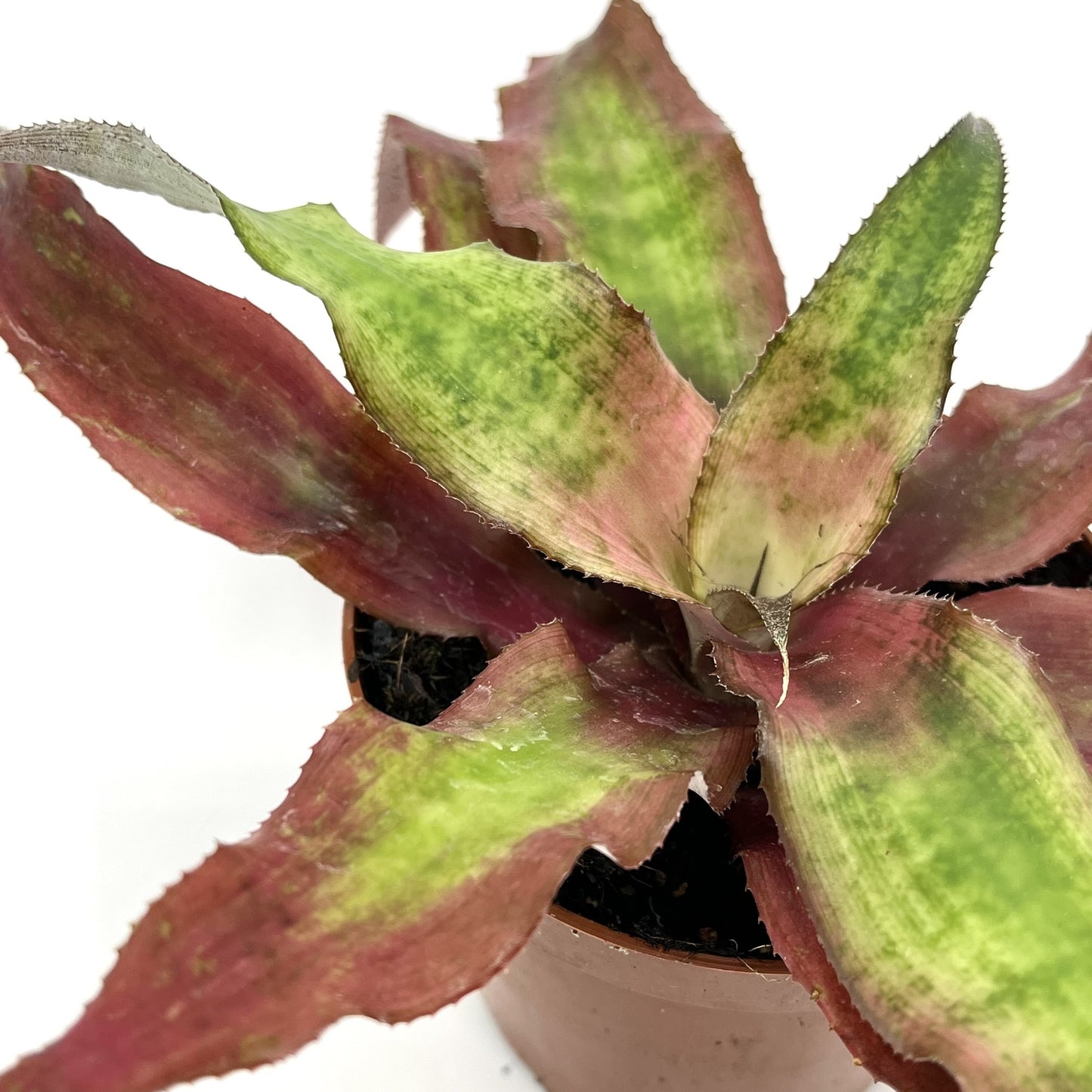 Cryptanthus bivittatus 'Strawberry Flame'