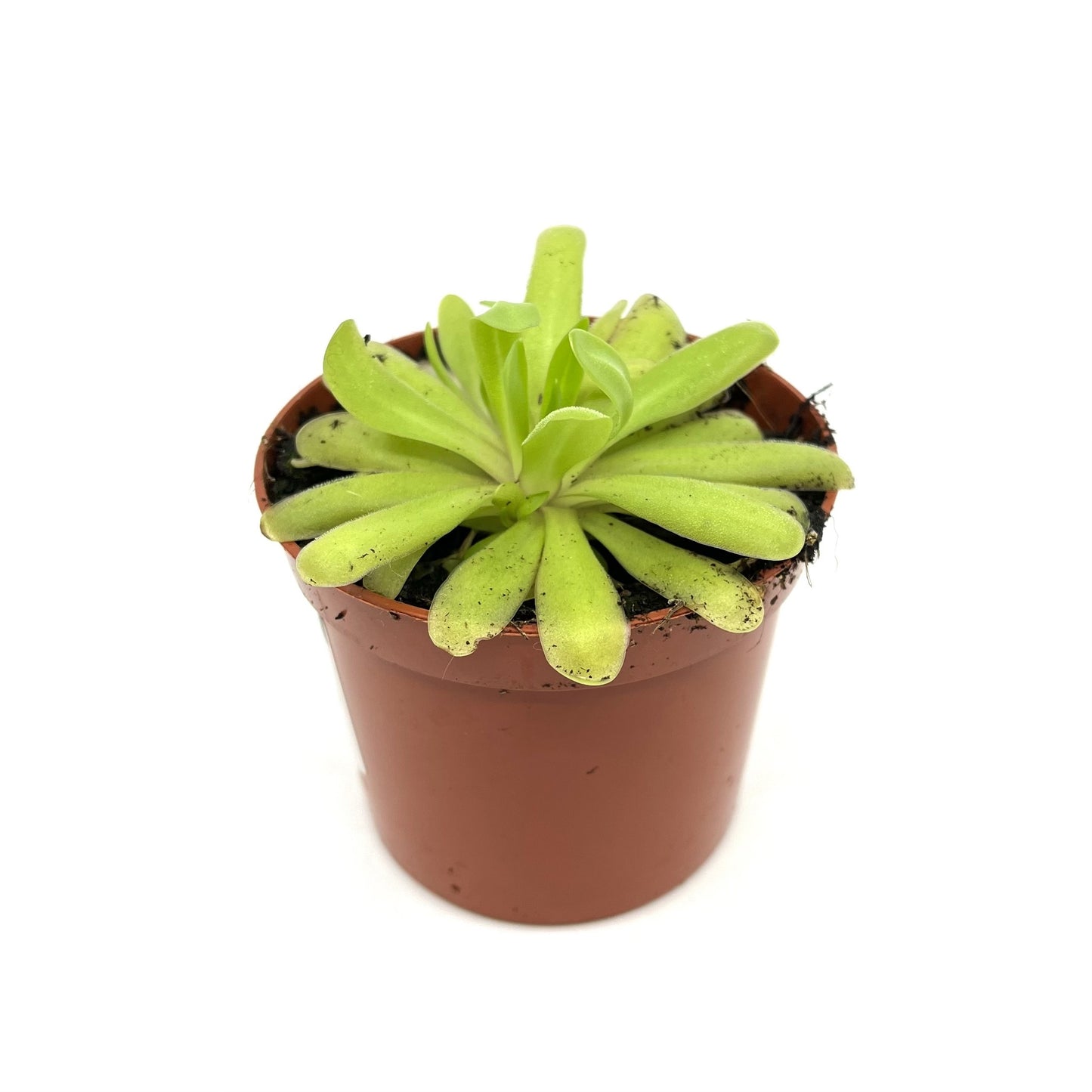 Pinguicula 'Anna'