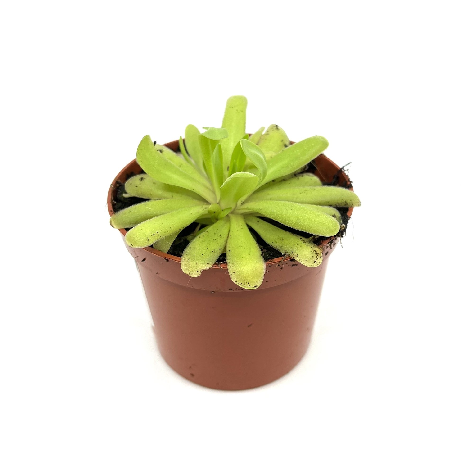 Pinguicula 'Anna' - Spore Nursery