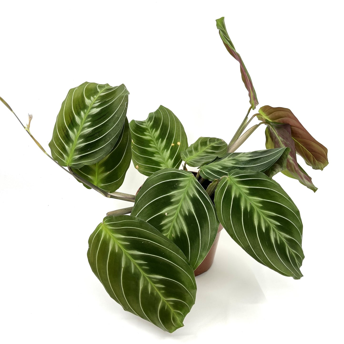 Maranta leuconeura 'Massangeana'