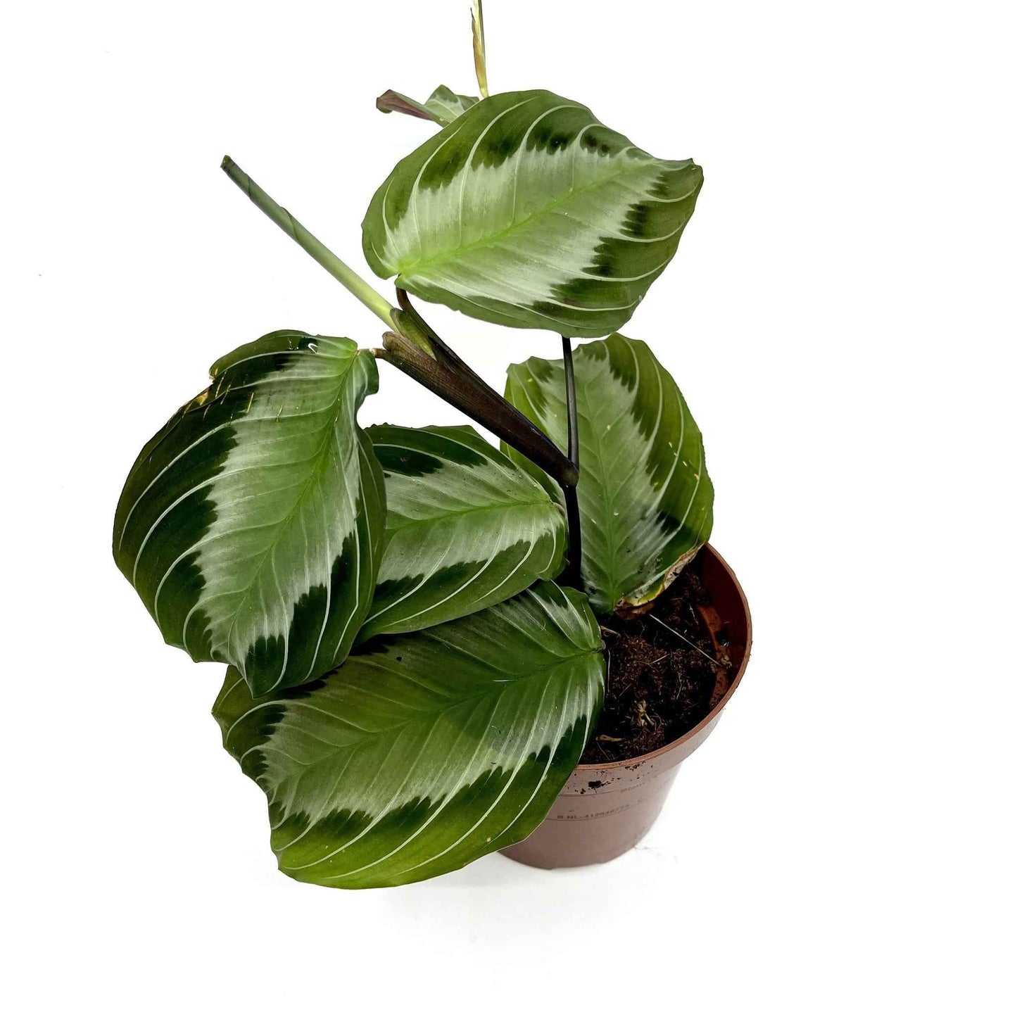 Maranta leuconeura ‘Silver Band’