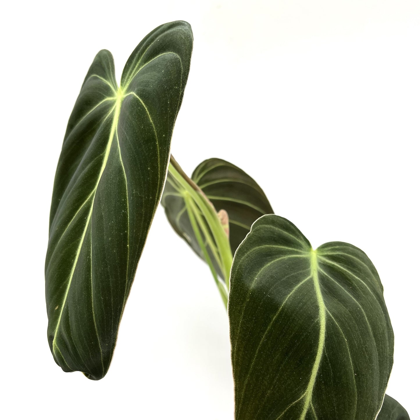 Philodendron melanochrysum