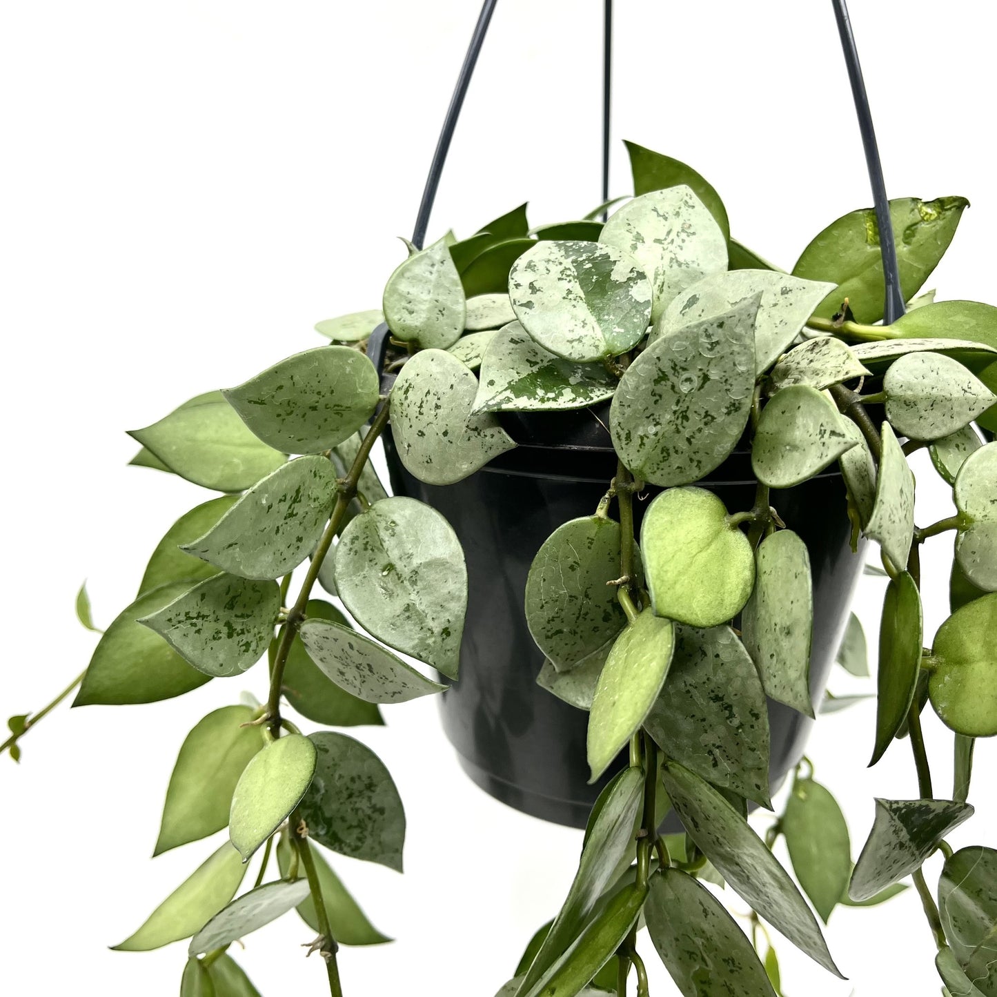 Hoya krohniana 'Silver Eskimo'