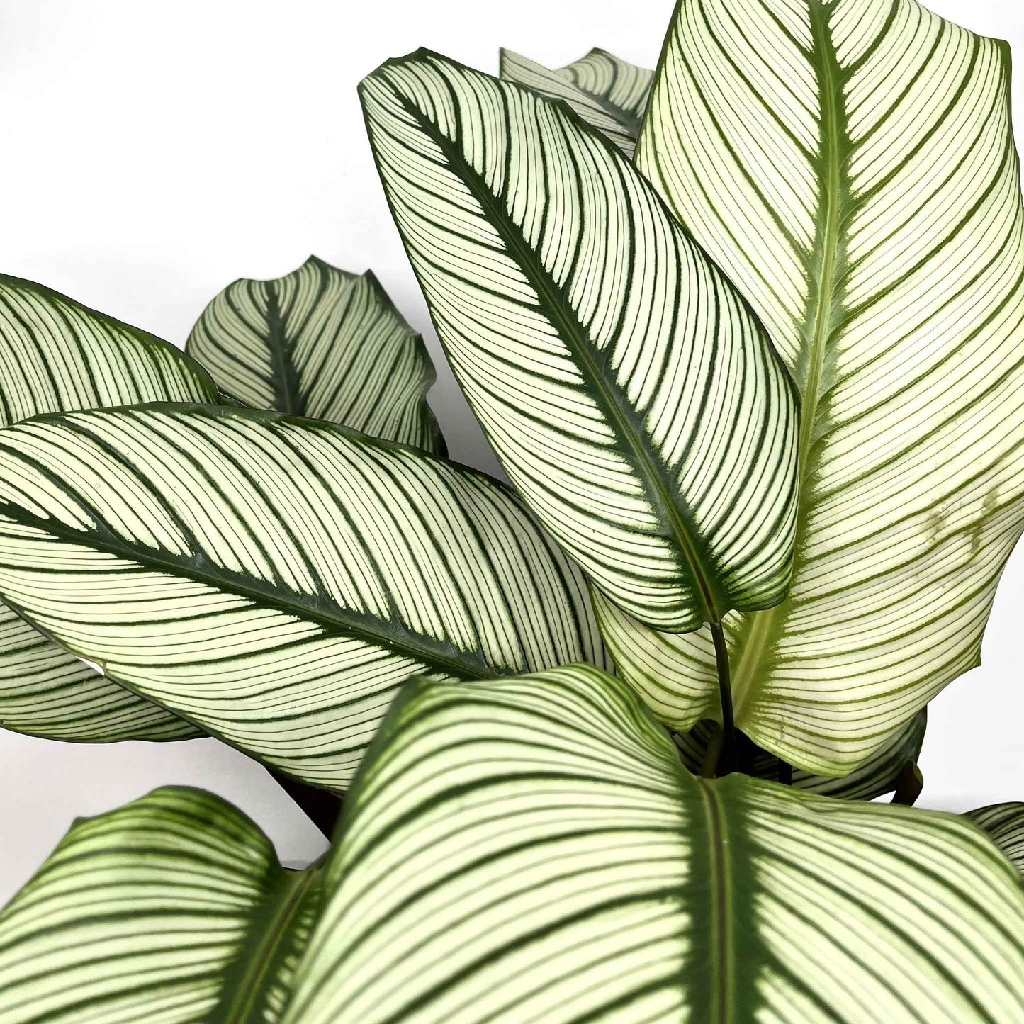 Goeppertia majestica 'White Star'