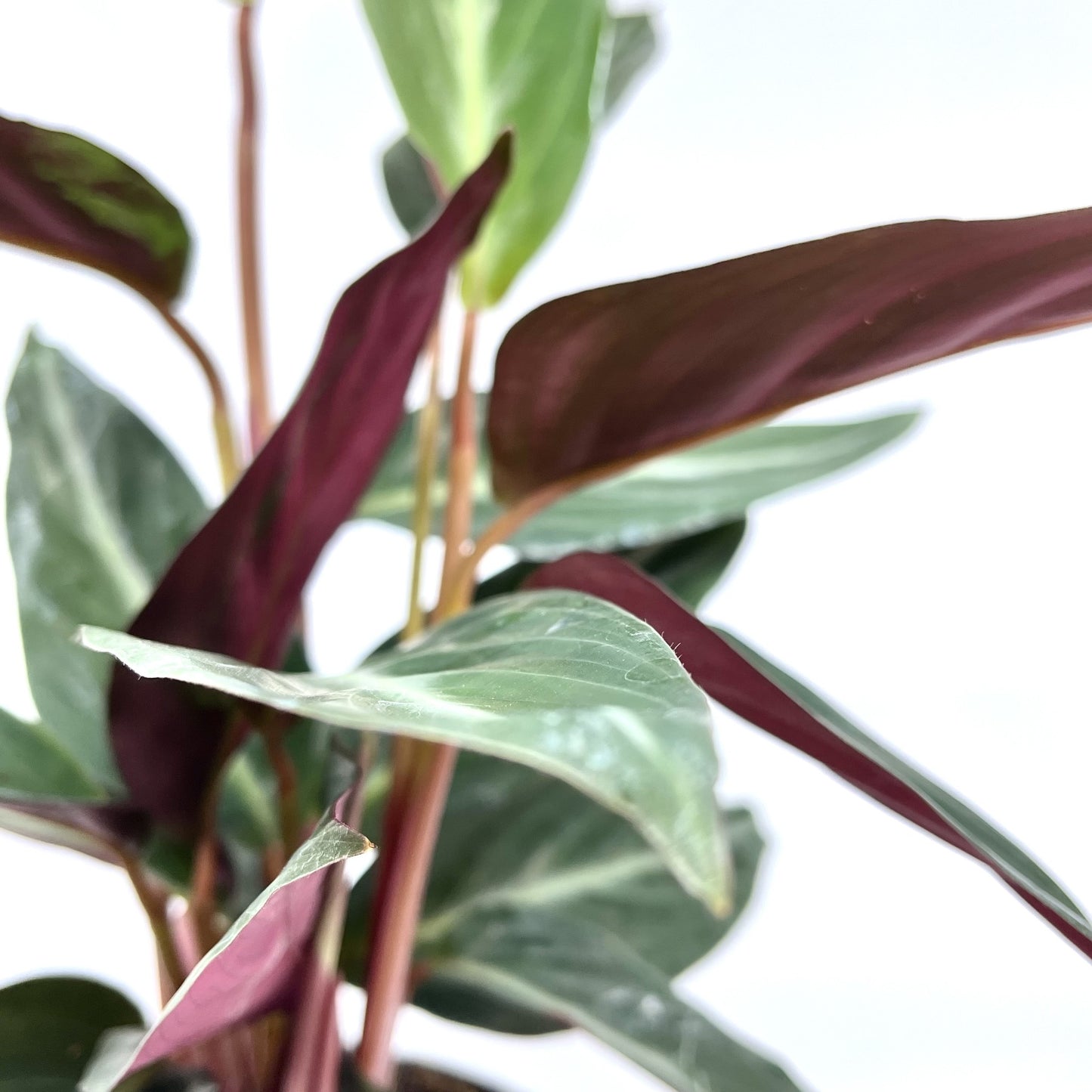 Stromanthe thalia