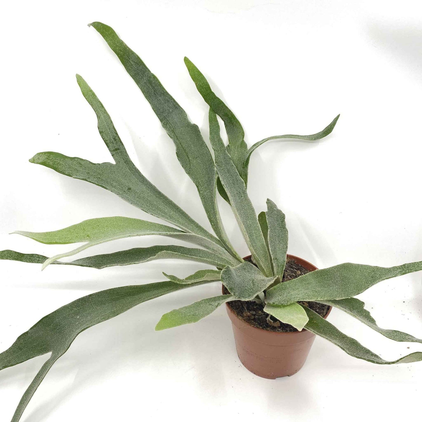 Platycerium veitchii