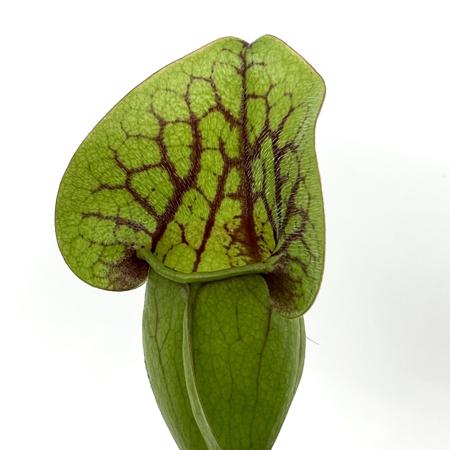 Sarracenia purpurea hybride