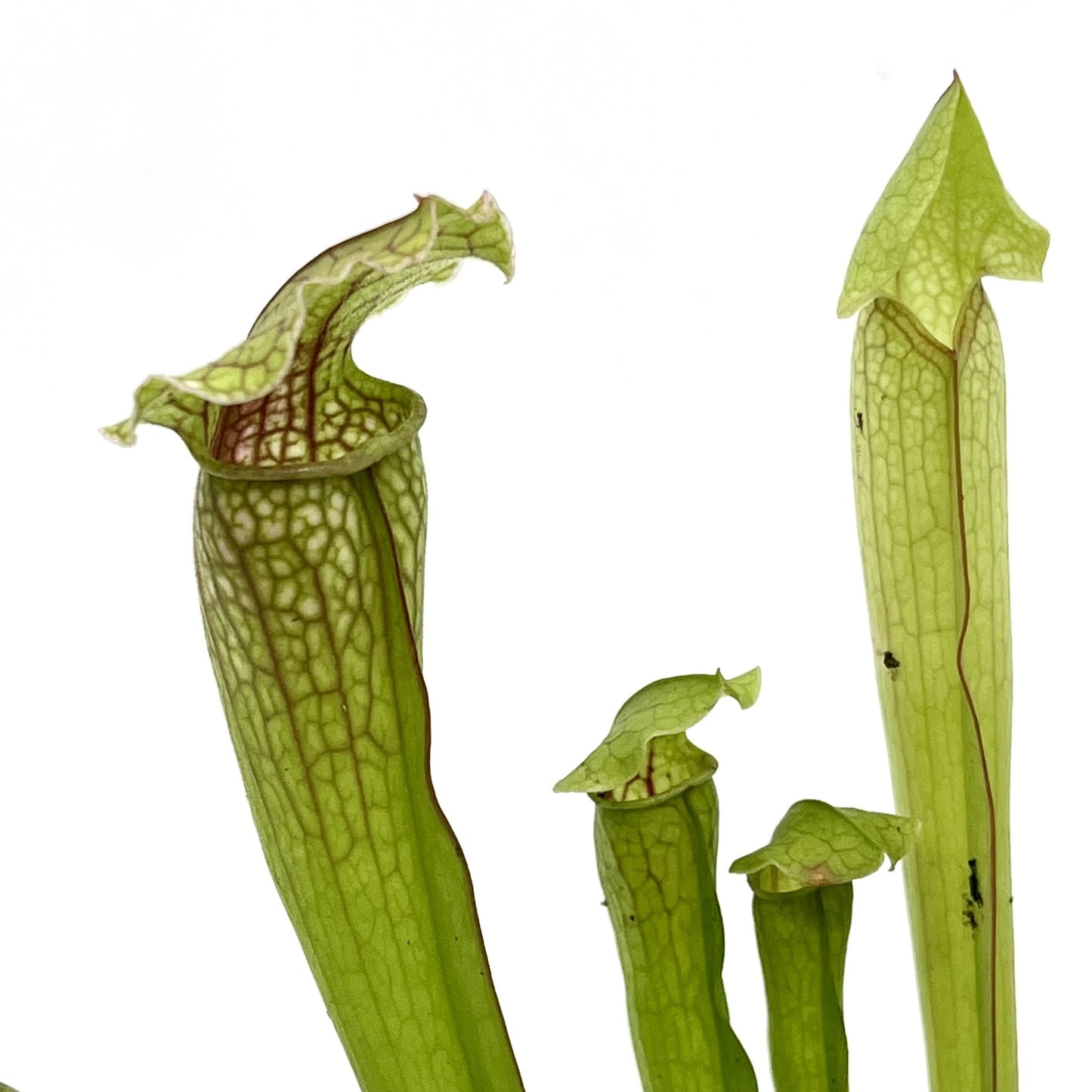 Sarracenia 'Mitchelliana'