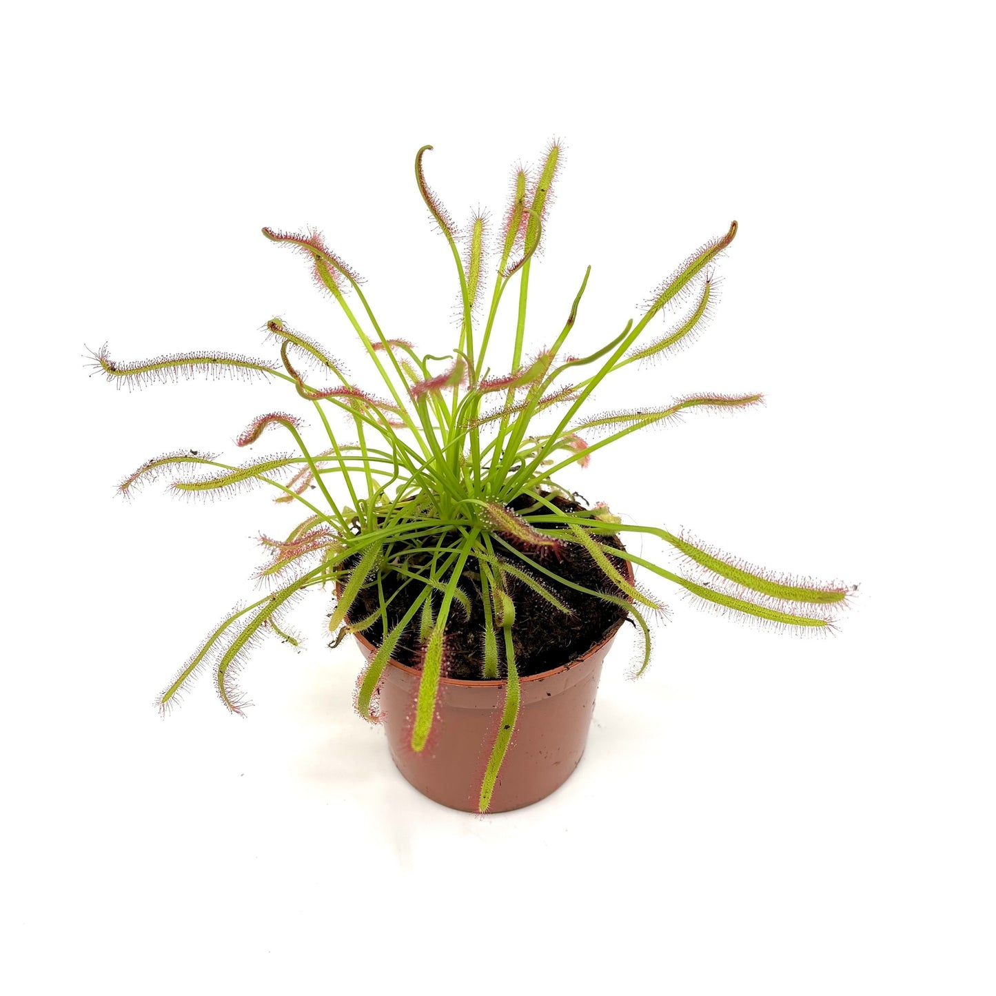 Drosera capensis
