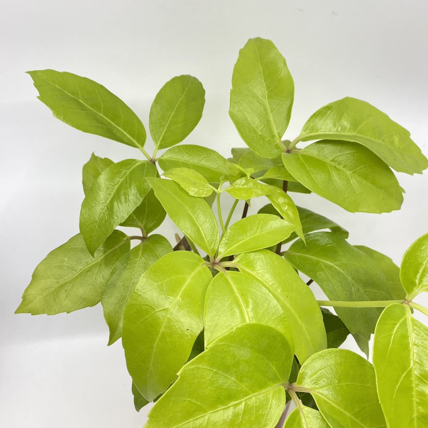 Heptapleurum actinophyllum 'Gold' (Schefflera actinophylla 'Gold')