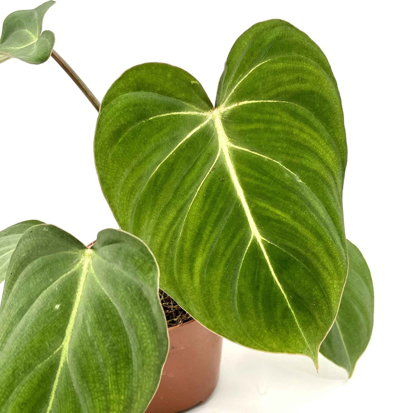Philodendron gloriosum