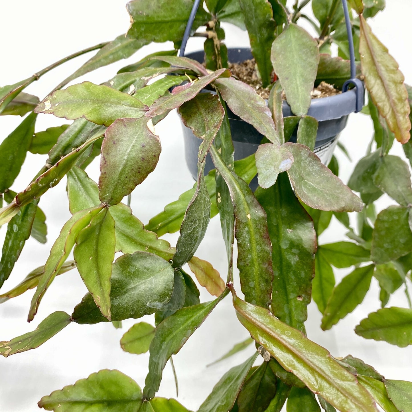 Pseudorhipsalis ramulosa 'Red Coral'
