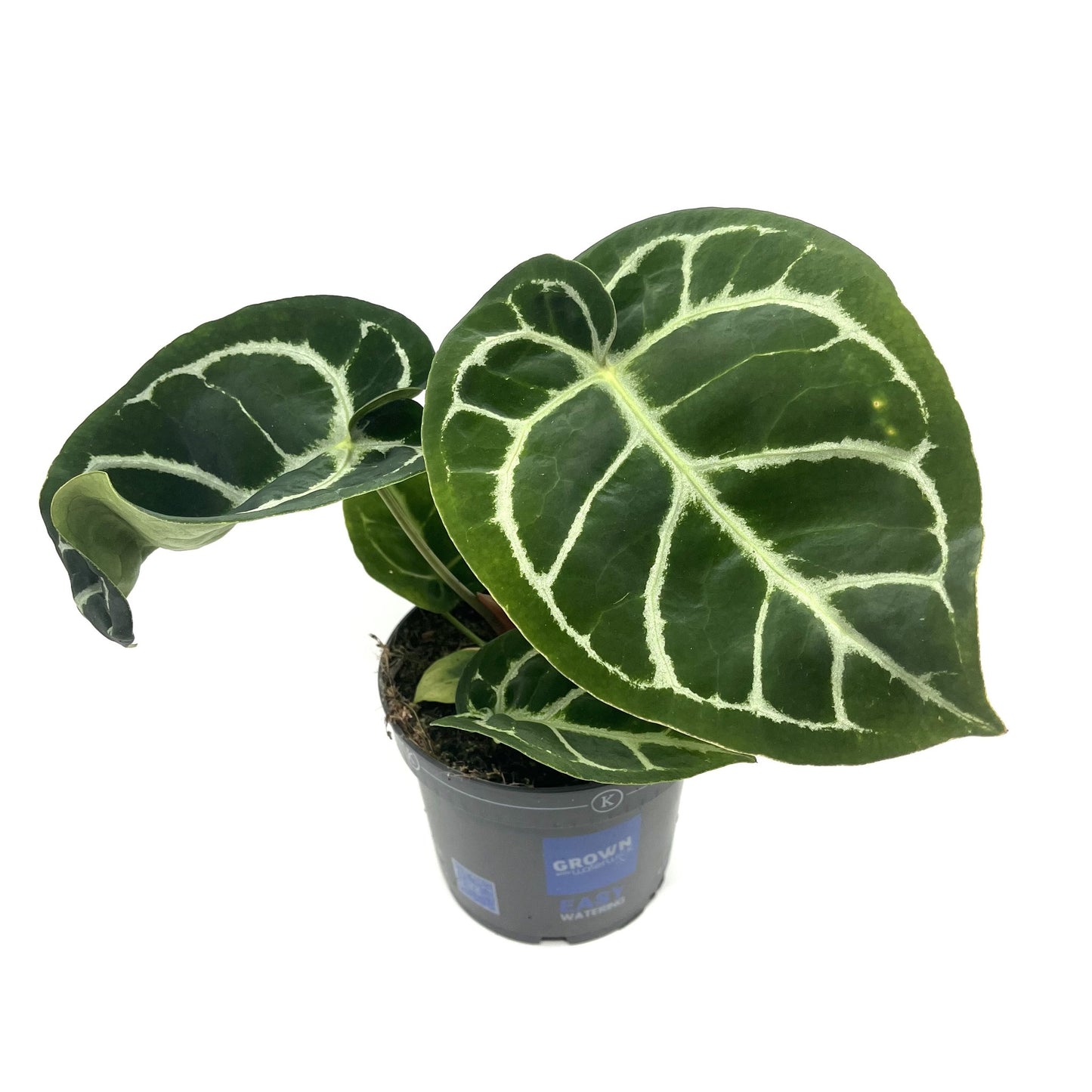 Anthurium crystallinum
