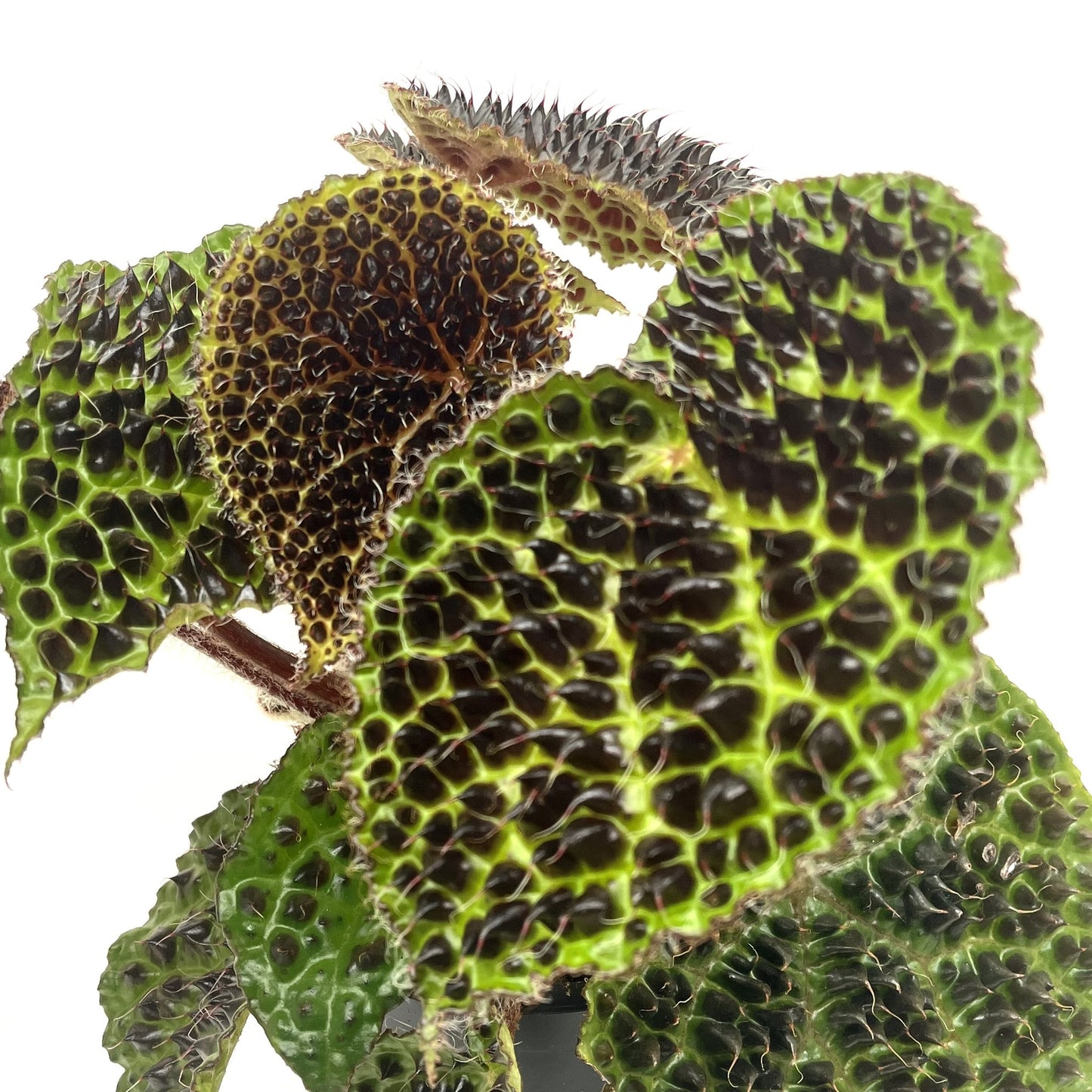 Begonia melanobullata