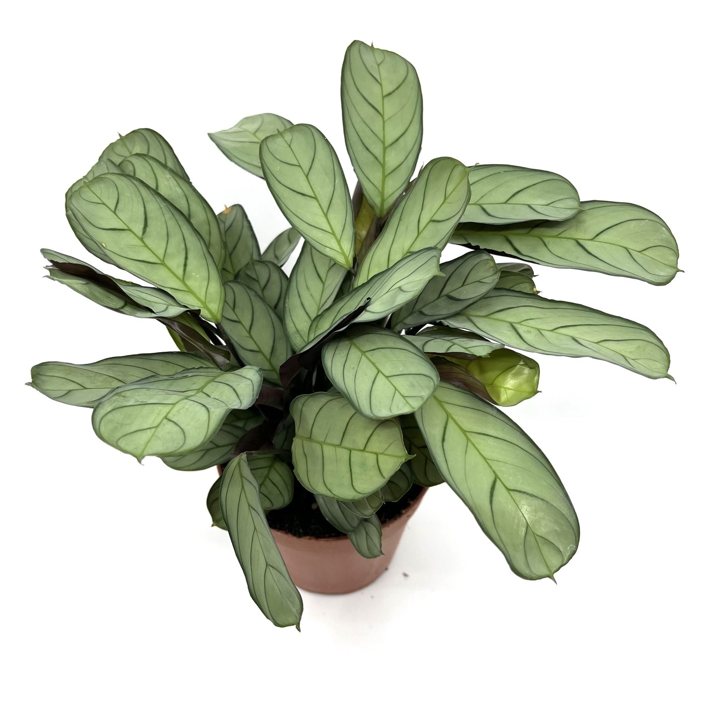 Ctenanthe amabilis