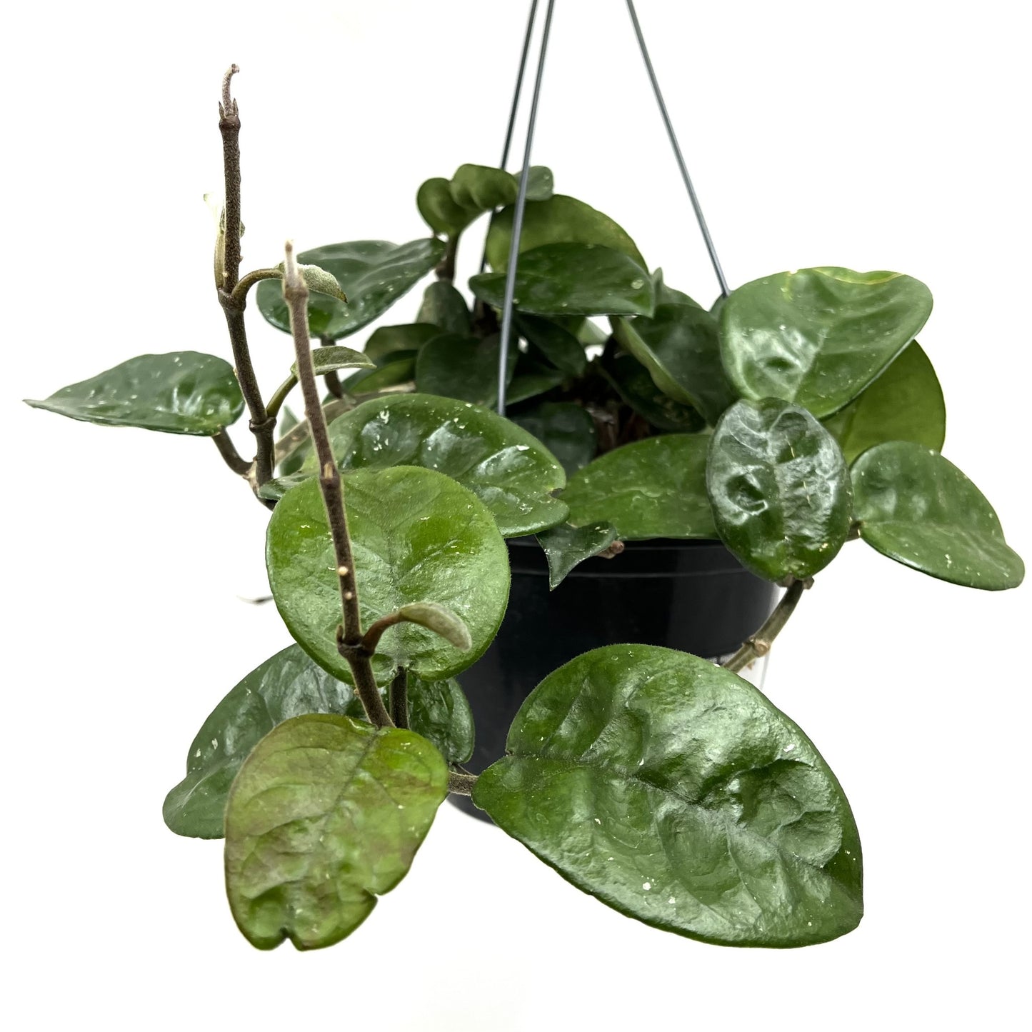 Hoya carnosa 'Krinkle'