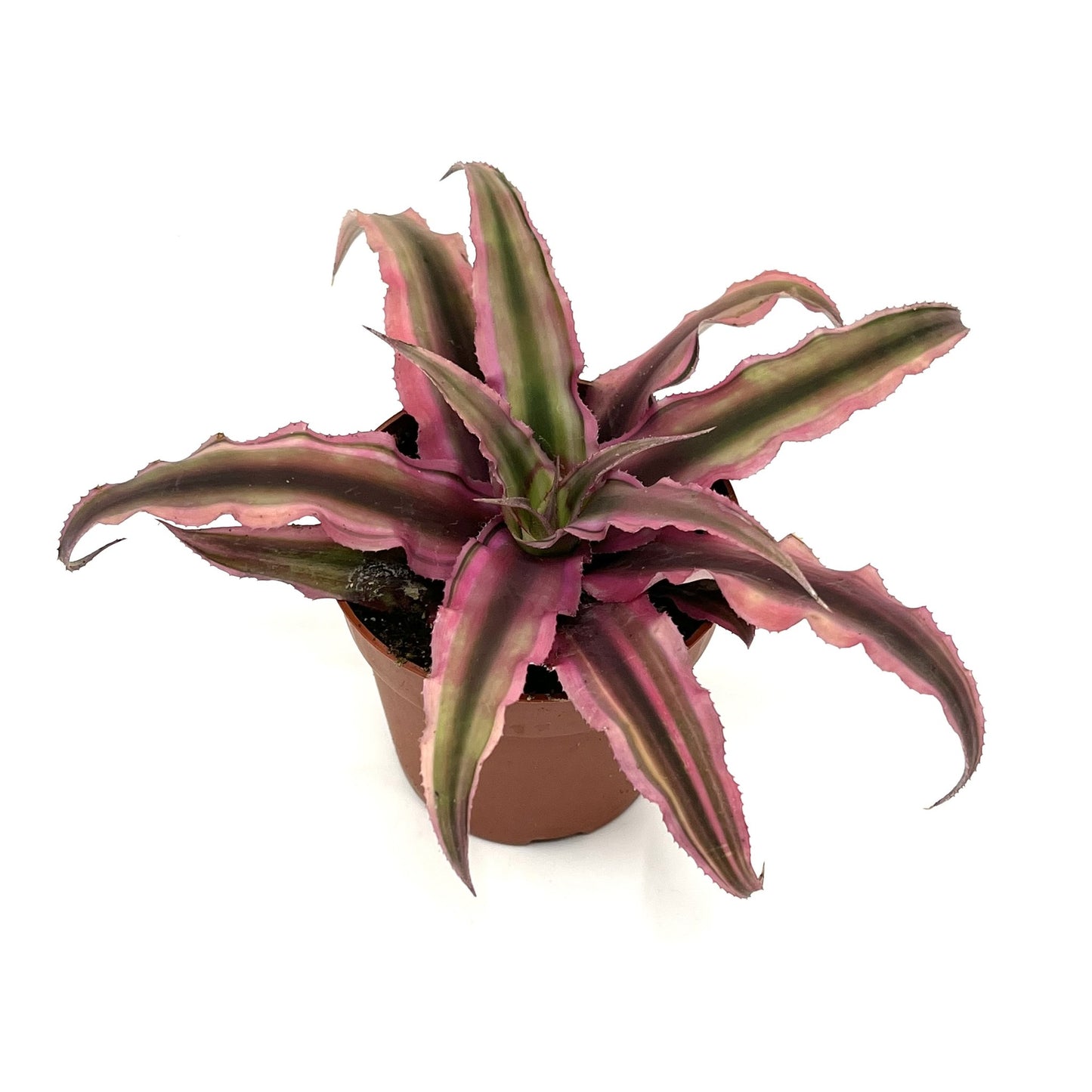 Cryptanthus bivittatus 'Rubin Star'