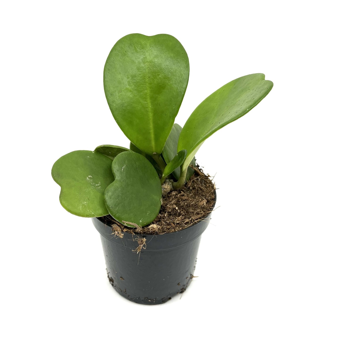 Hoya kerrii