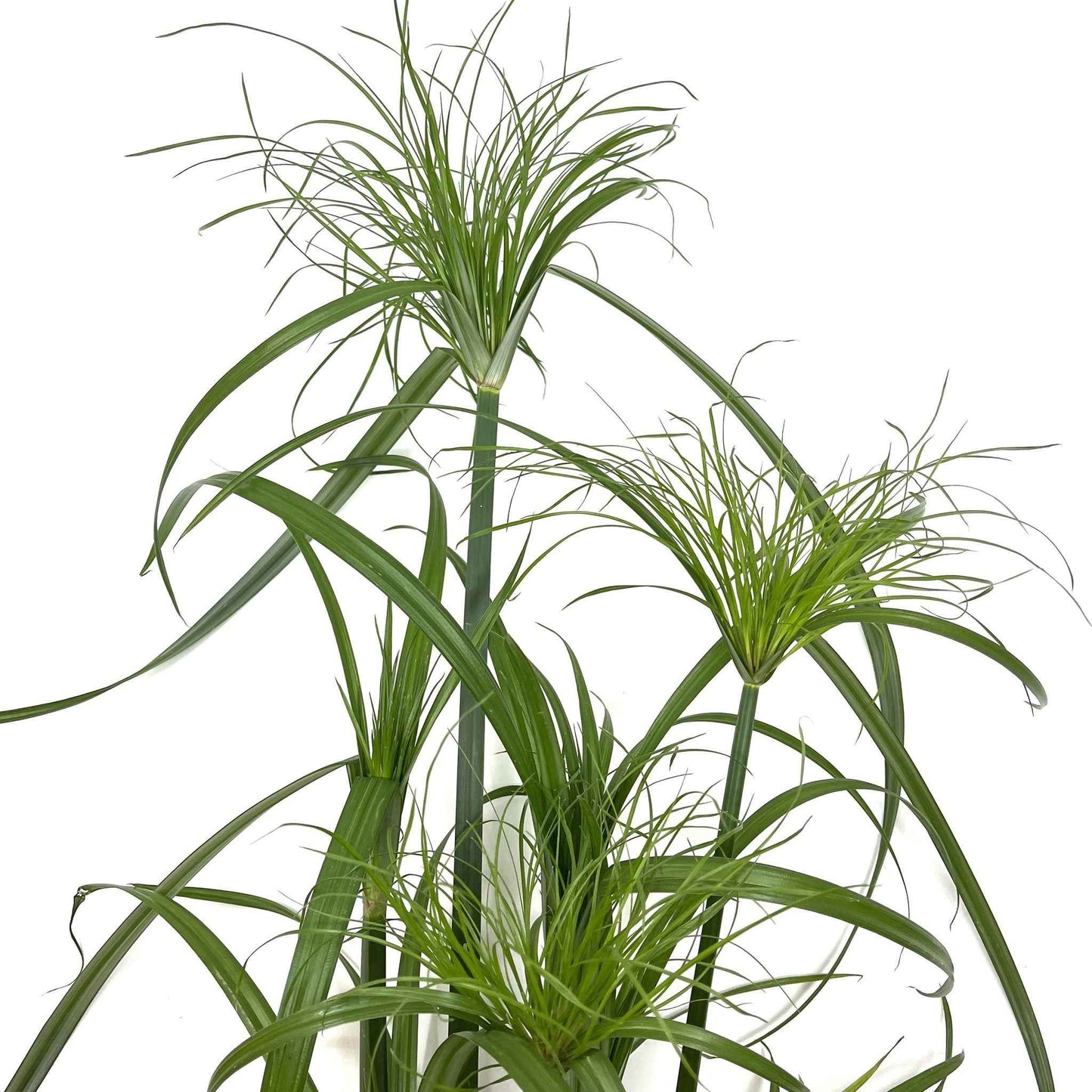 Cyperus papyrus