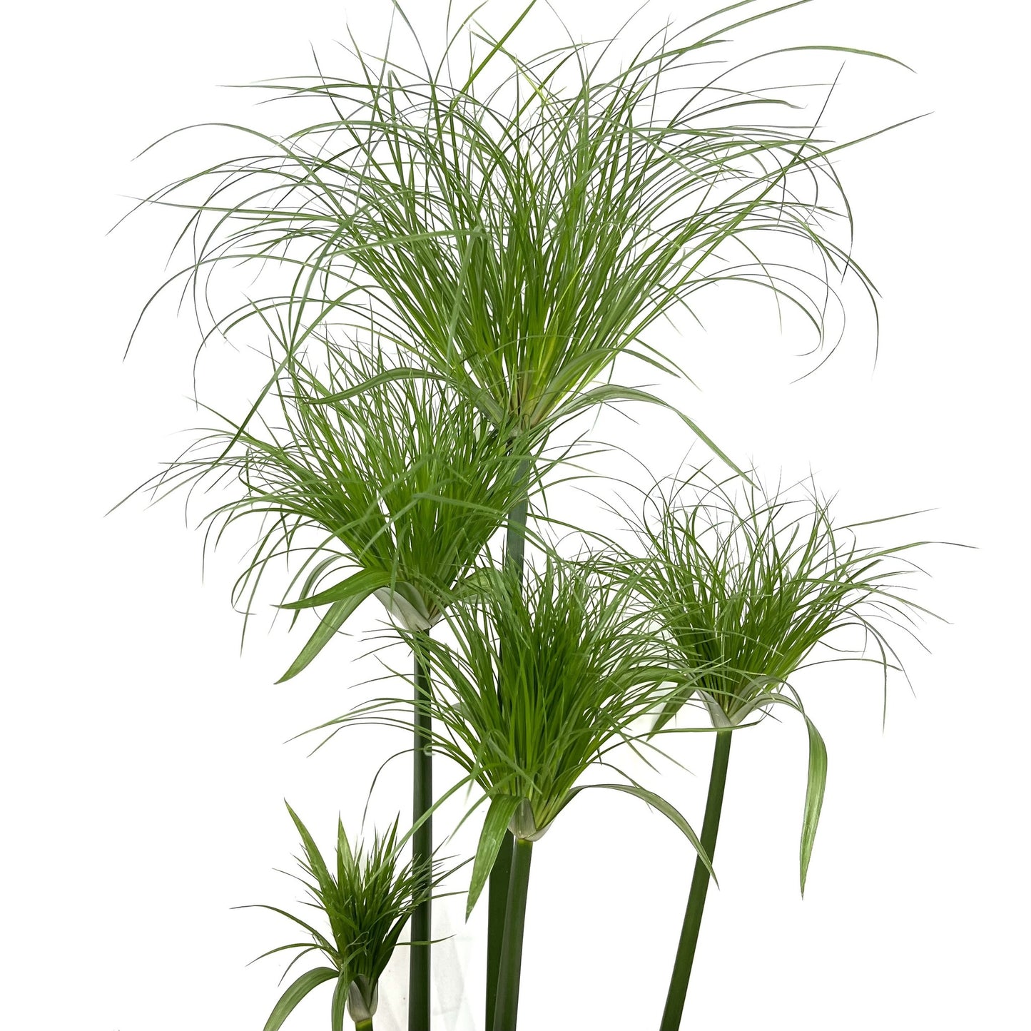 Cyperus papyrus 'Nofretete'