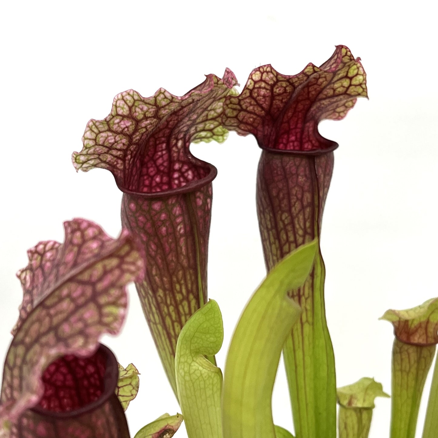 Sarracenia 'Fiona'