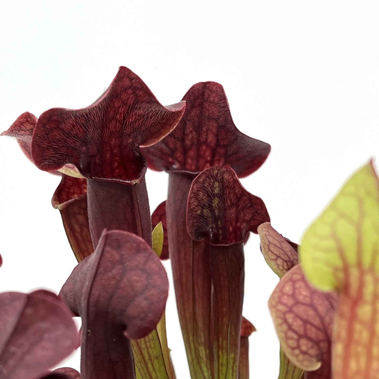 Sarracenia 'Tess'