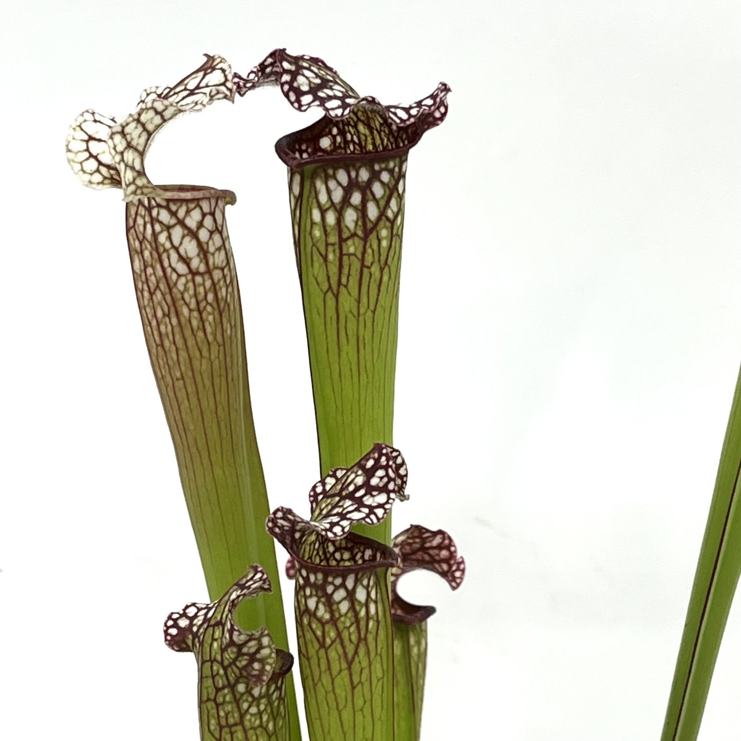 Sarracenia leucophylla
