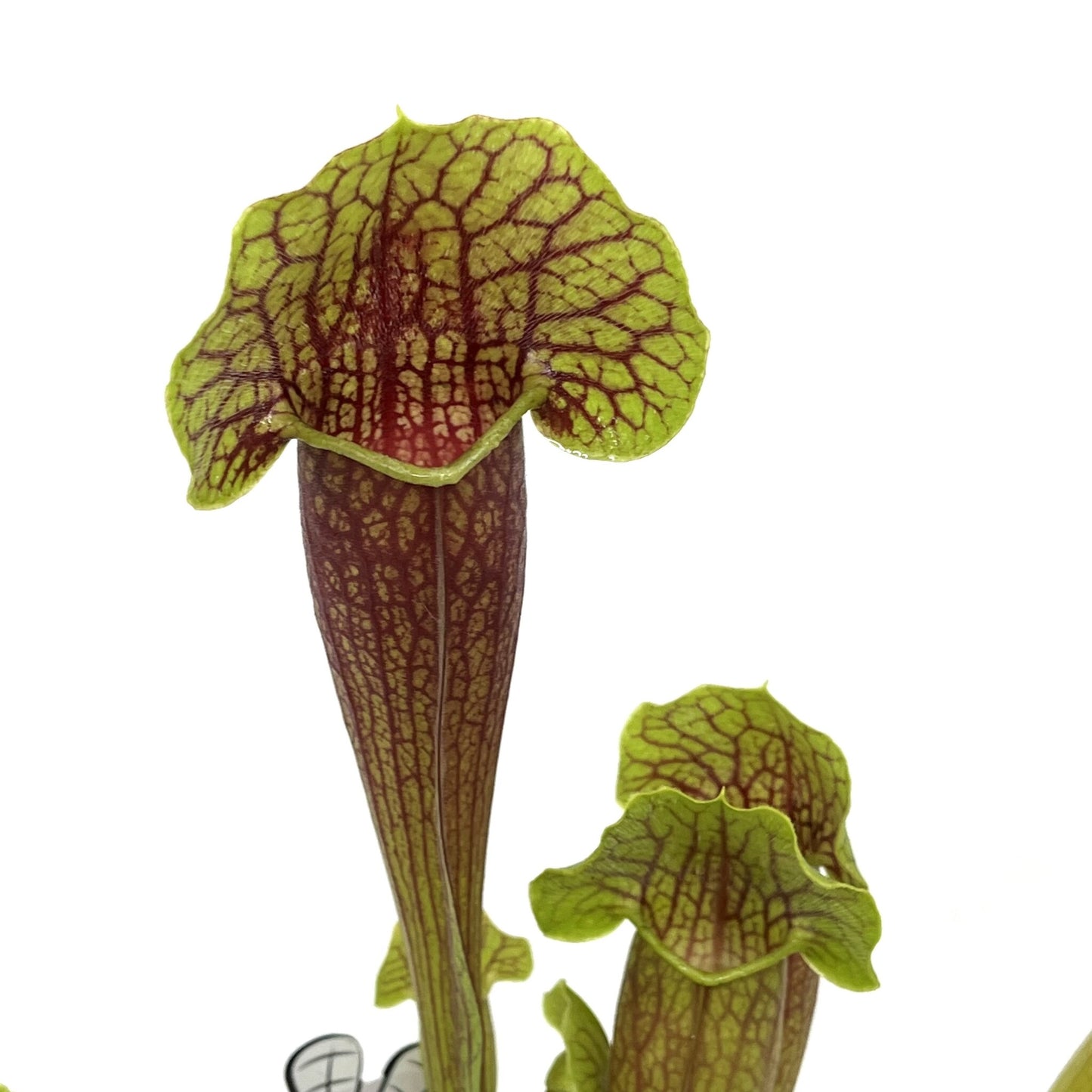 Sarracenia 'Barba'