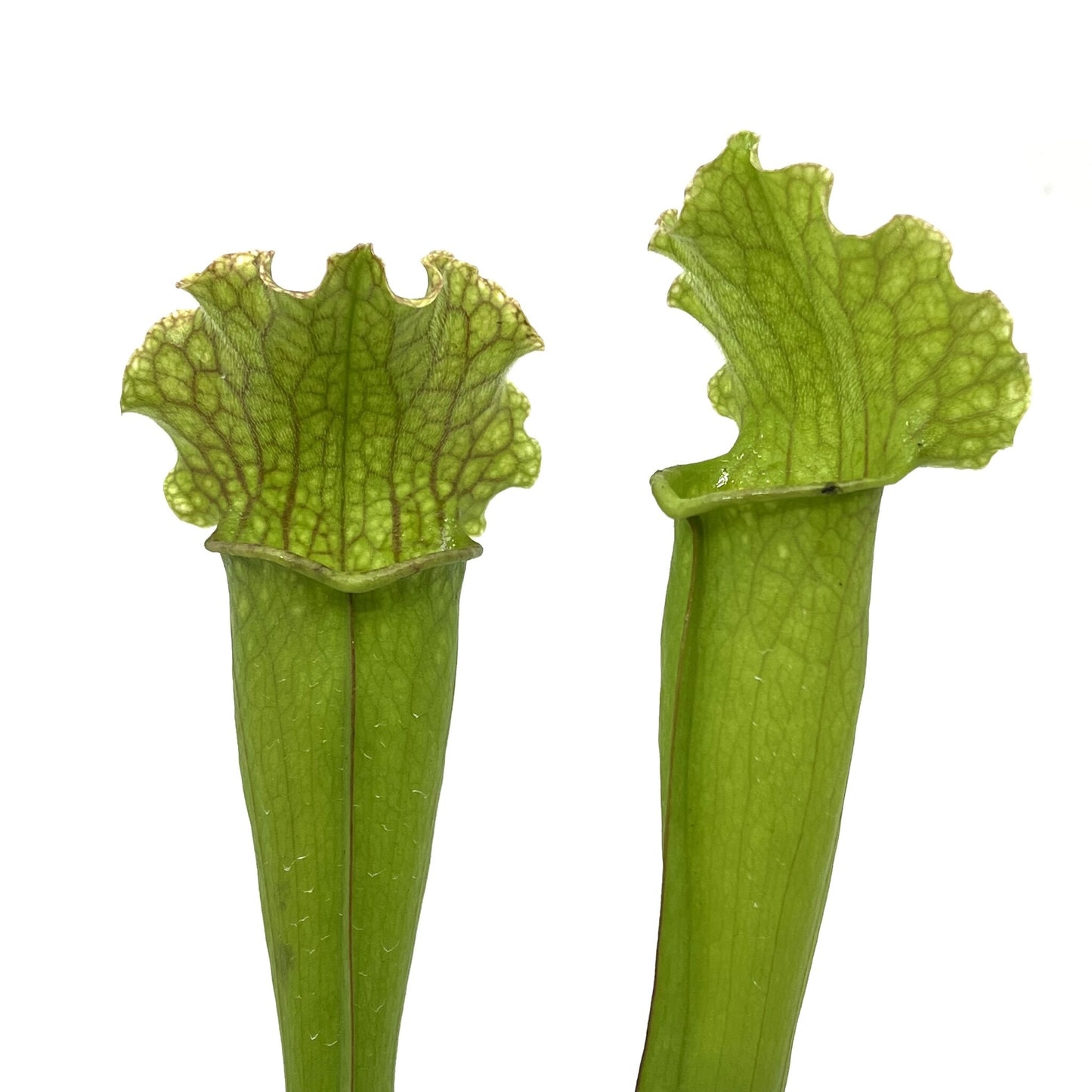 Sarracenia 'Velvet'