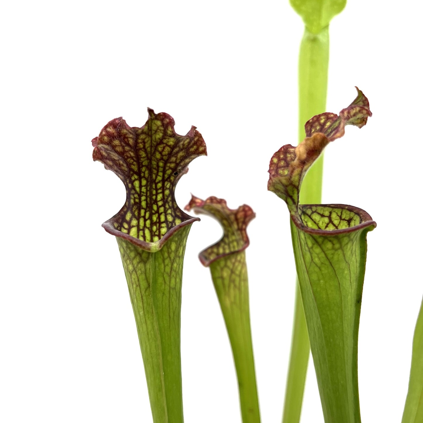 Sarracenia 'Farnhamii'