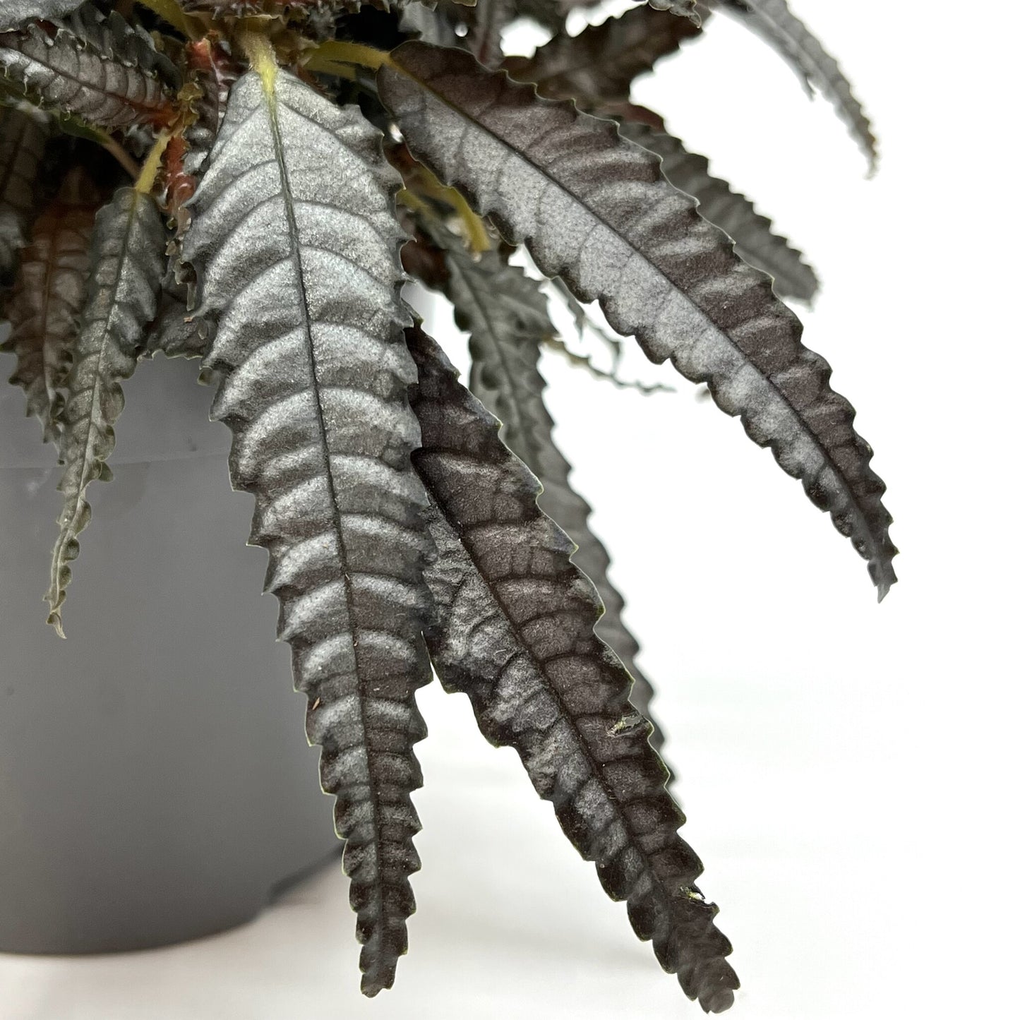 Pilea hitchcockii