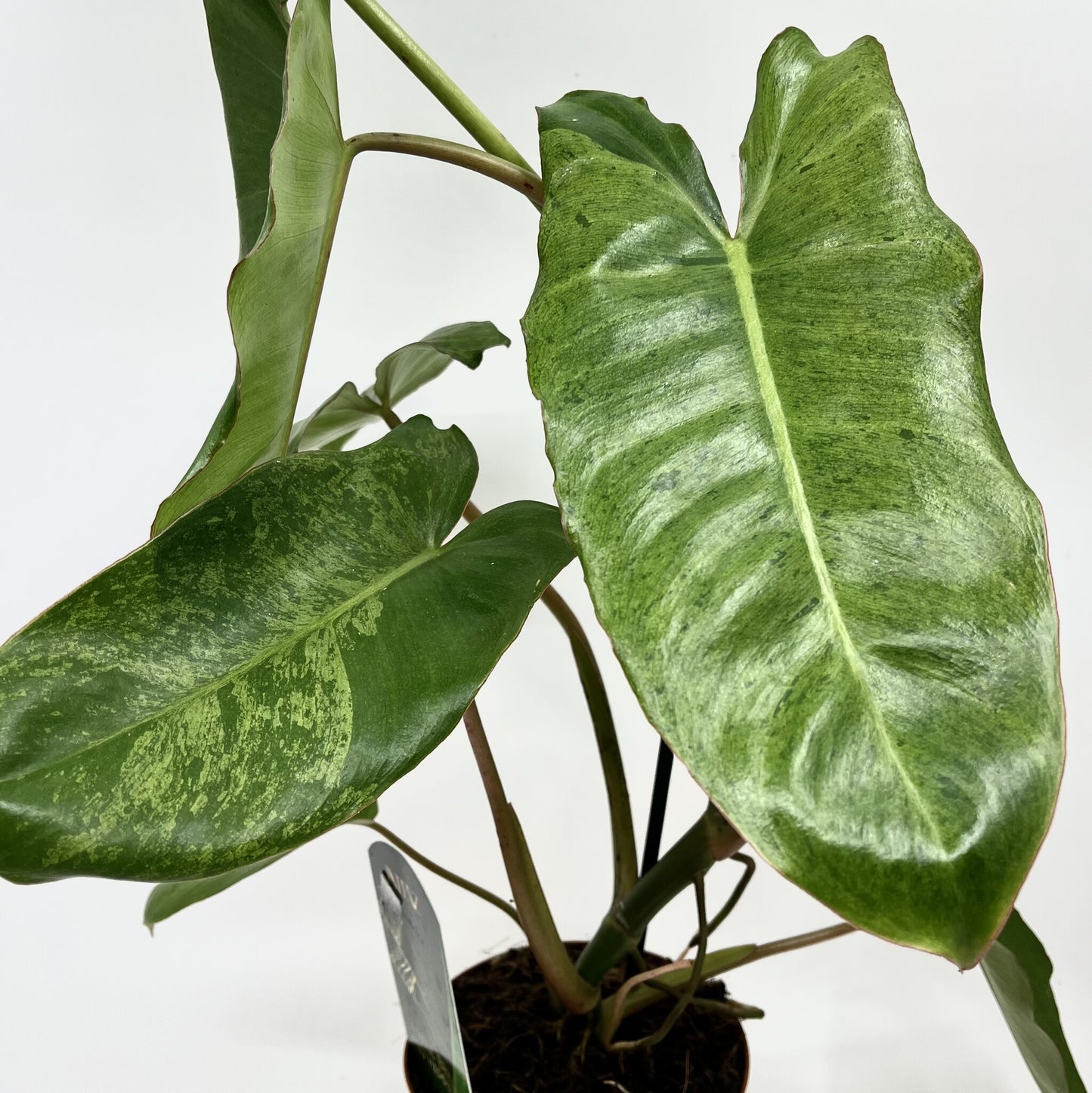 Philodendron 'Paraiso Verde' - Spore Nursery