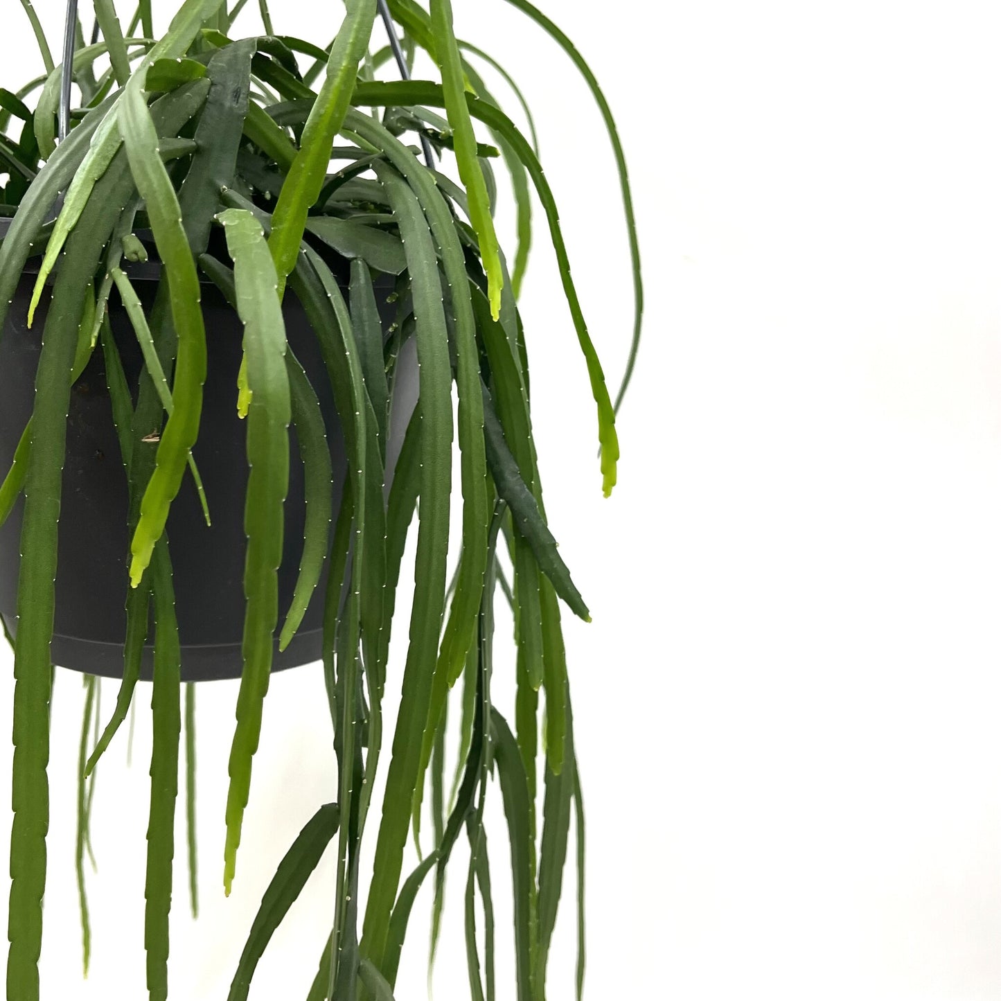 Pfeiffera boliviana - Spore Nursery