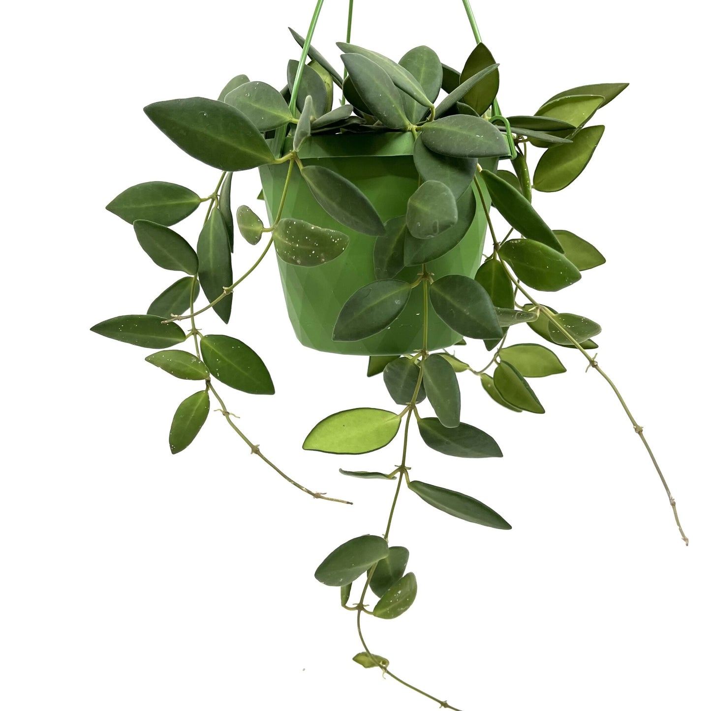 Hoya burtoniae