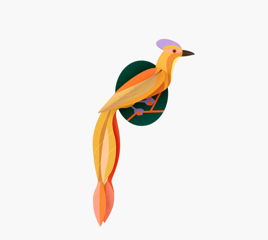 Bird of paradise, Olango