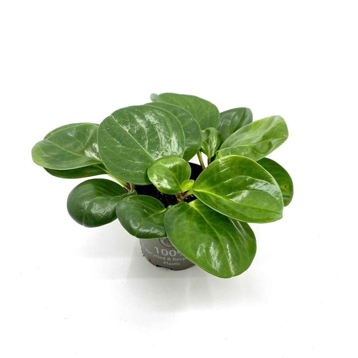 Peperomia obtusifolia