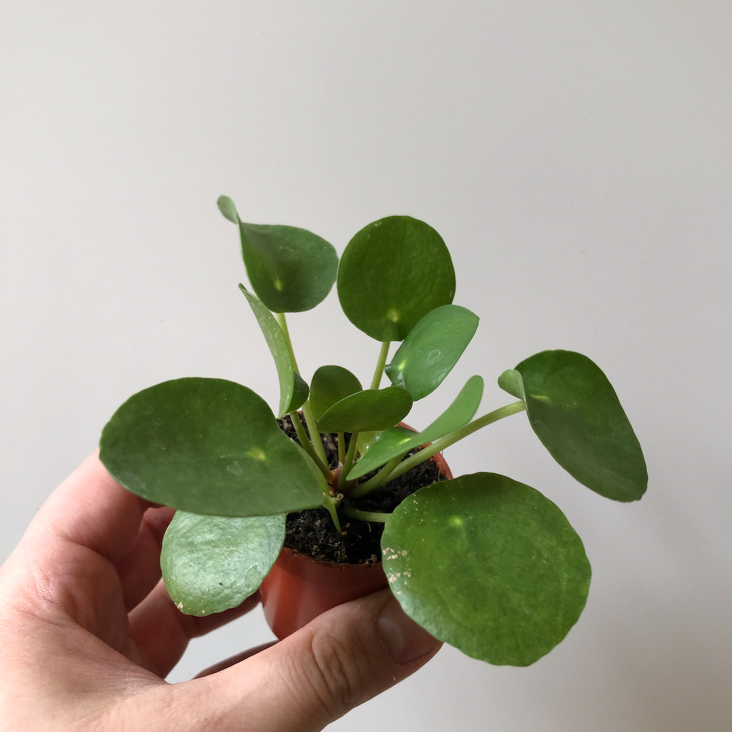 Pilea peperomioides