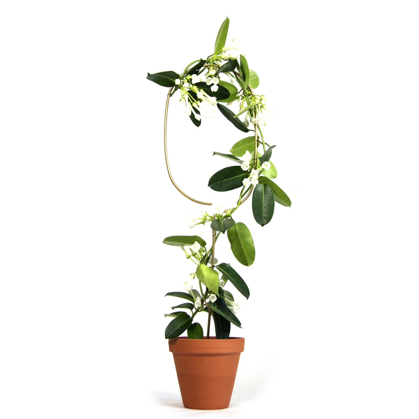 Plant stake - Arch