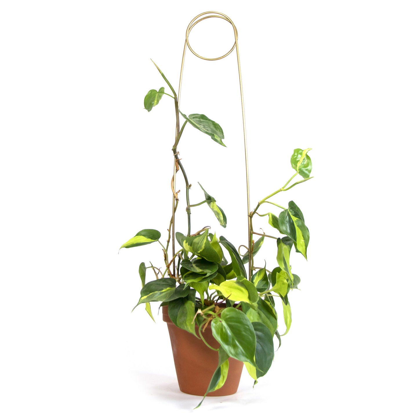 Plant stake - Pin