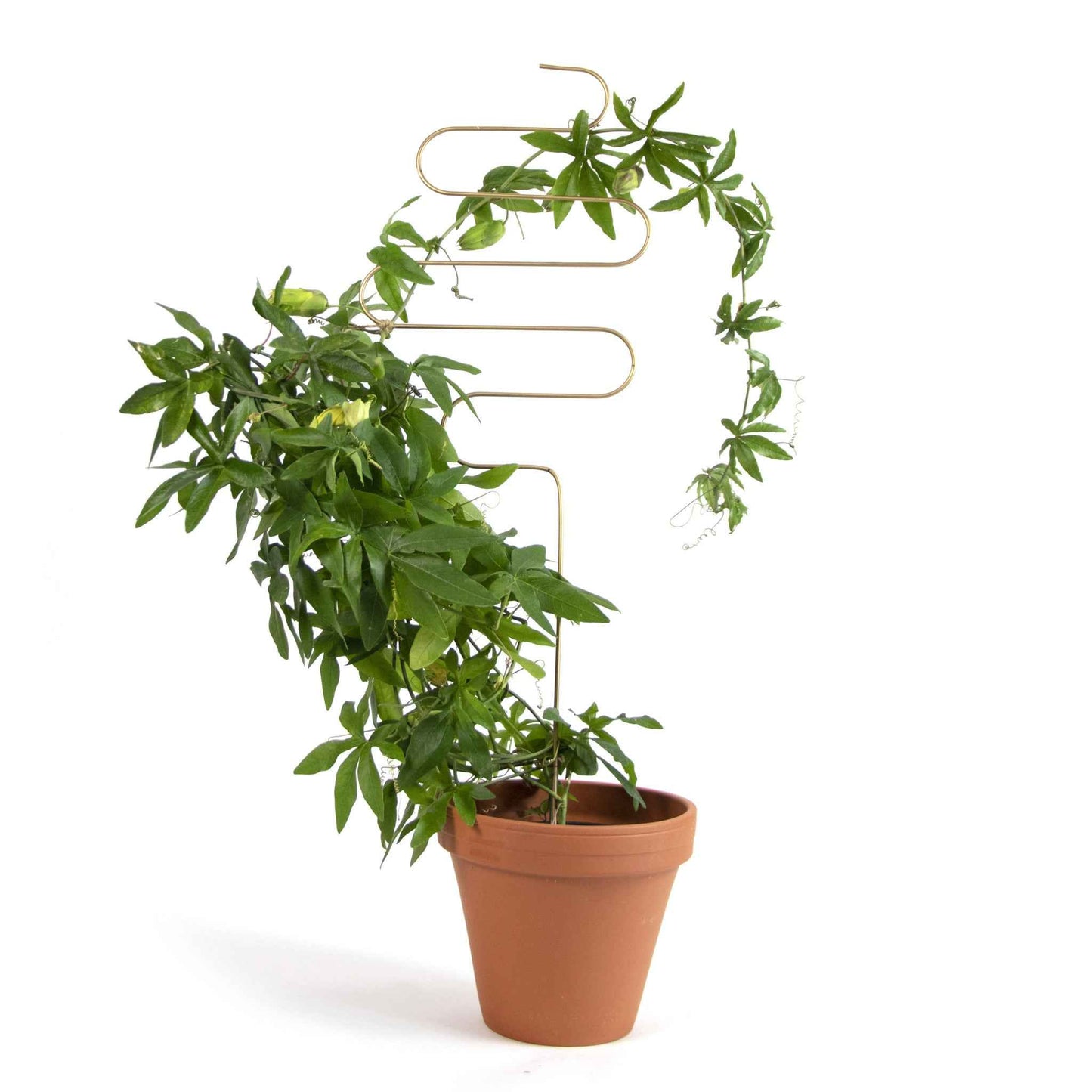 Plant stake - Squiggle