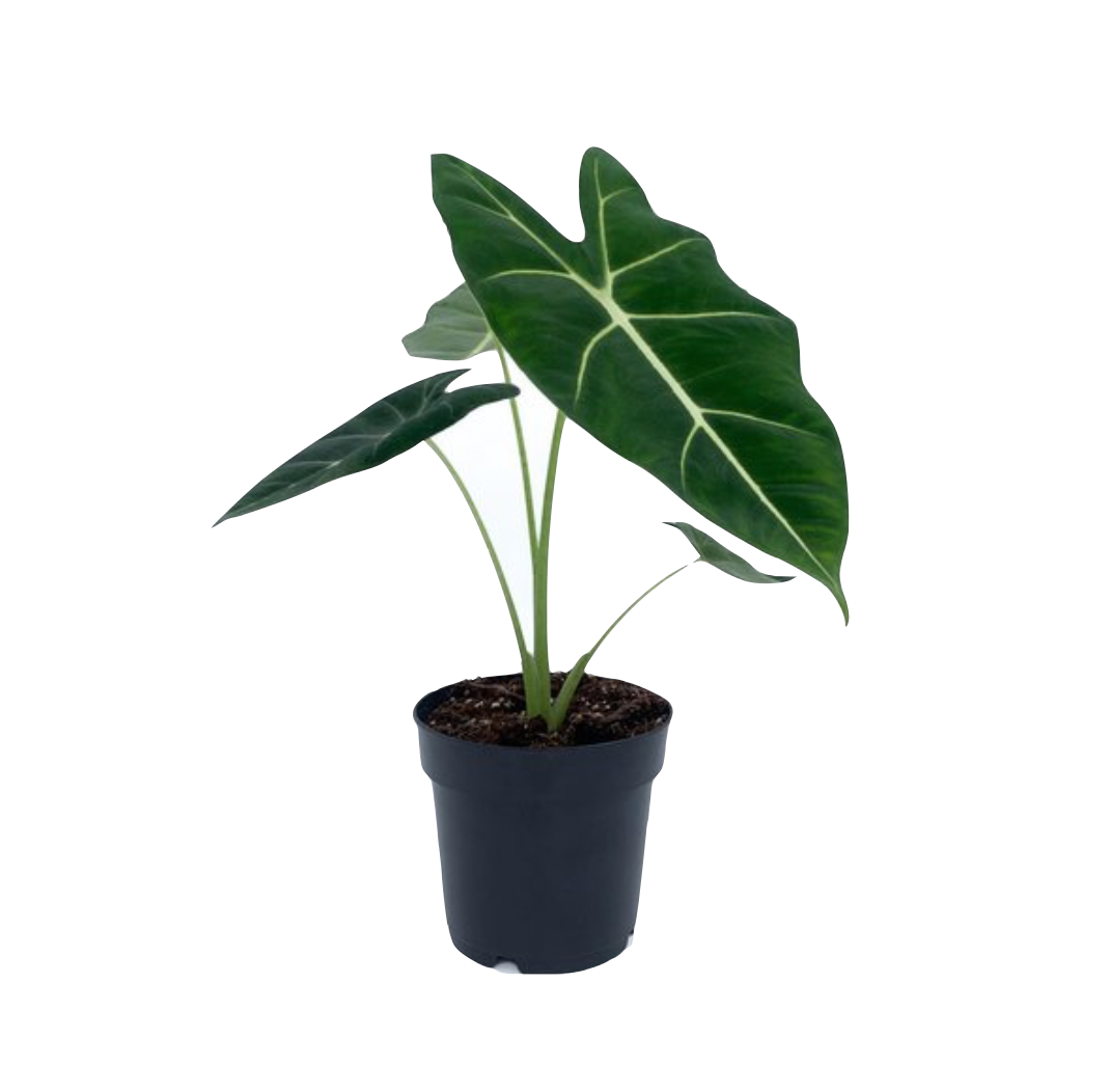 Alocasia micholitziana 'Frydek'