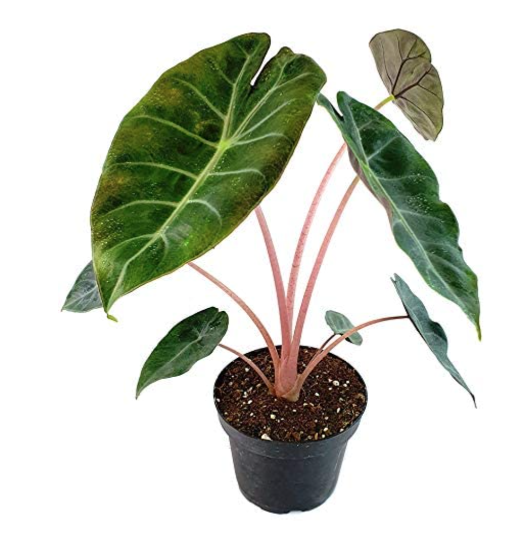 Alocasia baginda 'Pink Dragon'