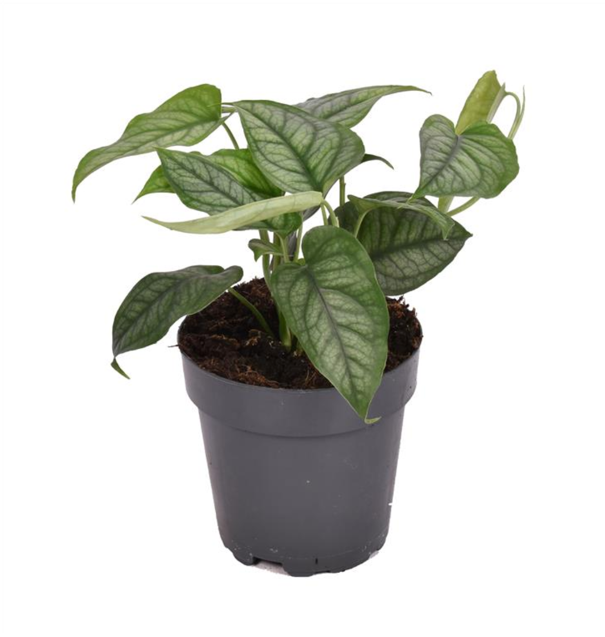 Monstera siltepecana