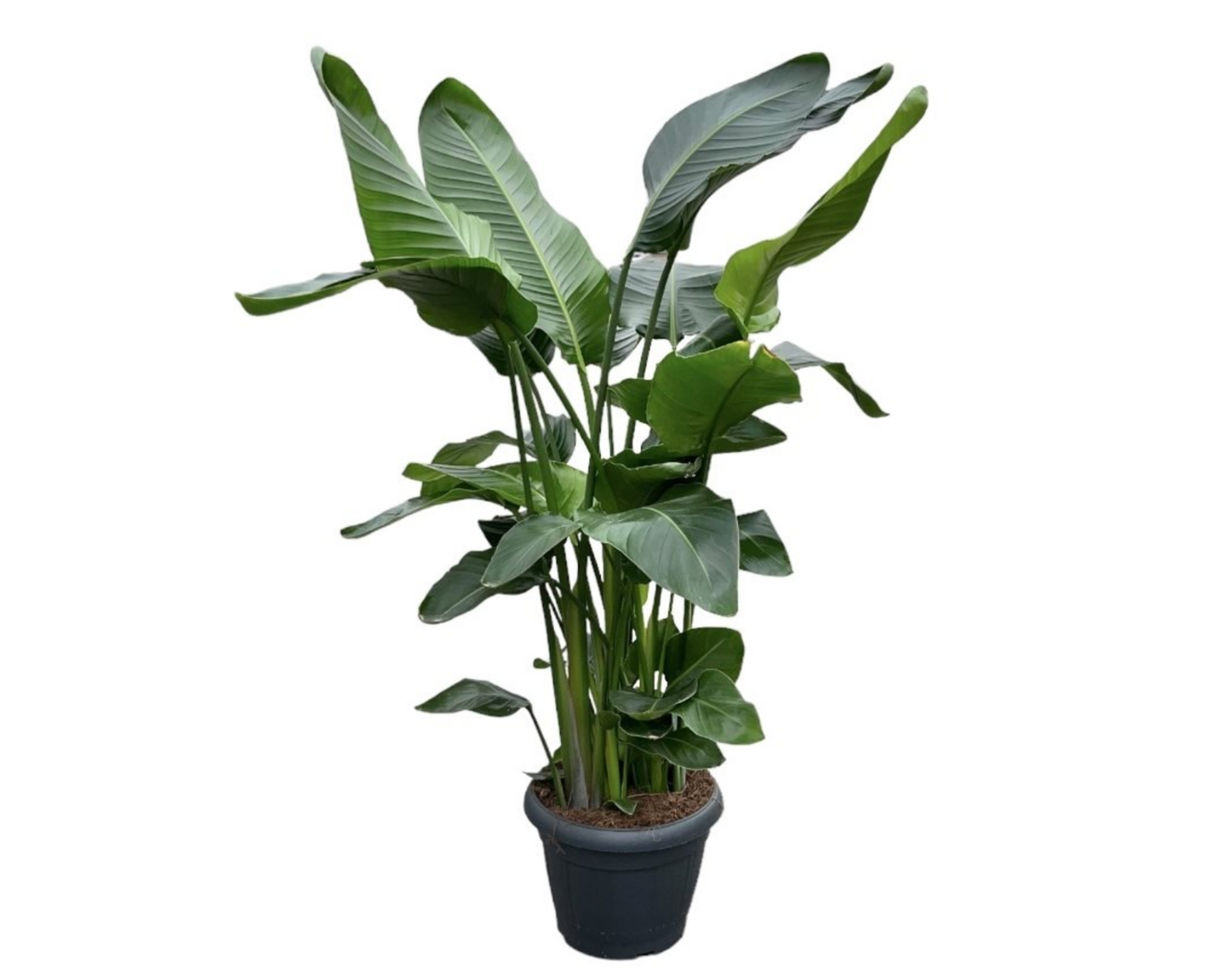 Strelitzia nicolai