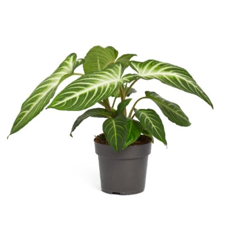 Phyllotaenium lindenii