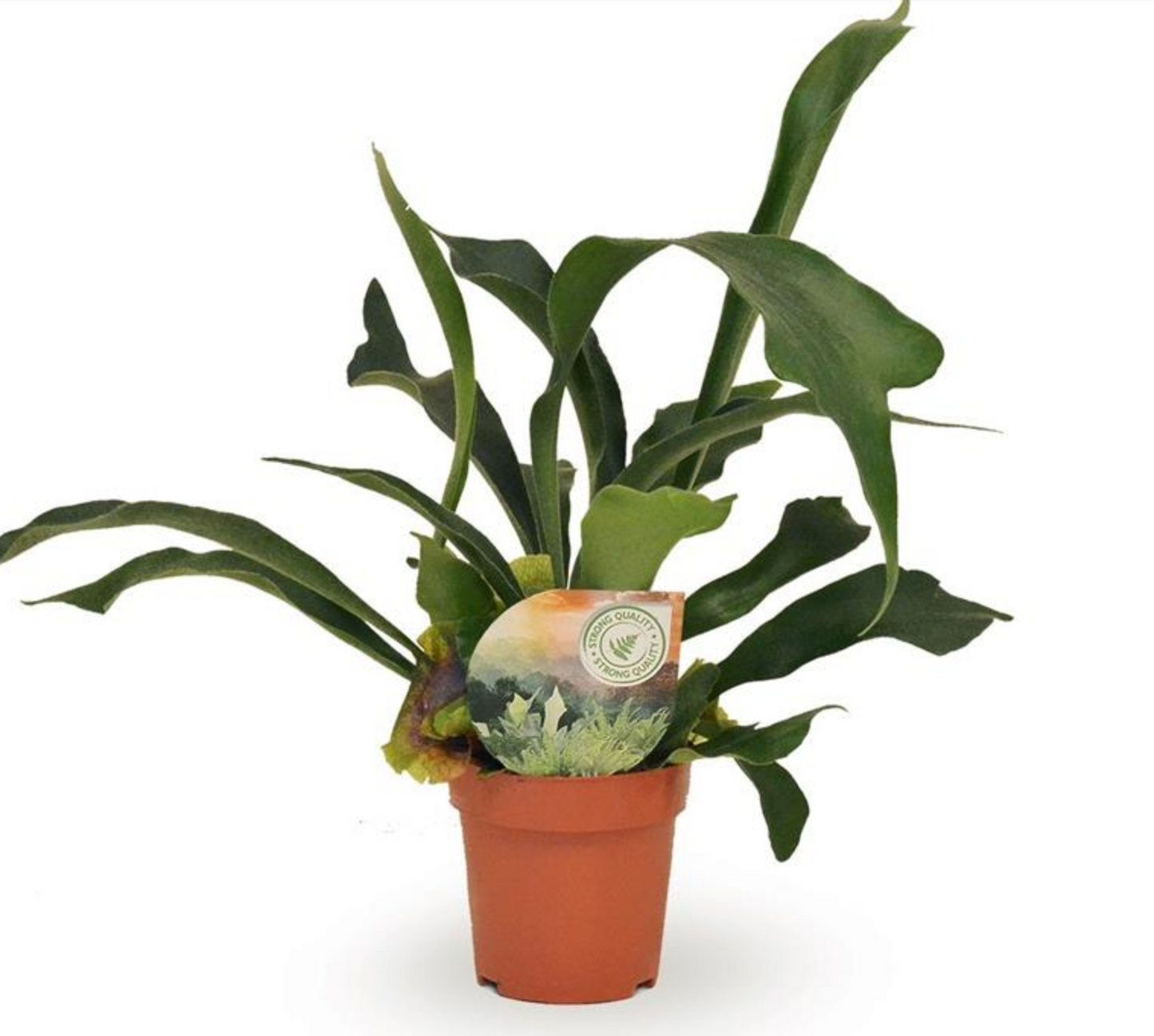 Platycerium bifurcatum