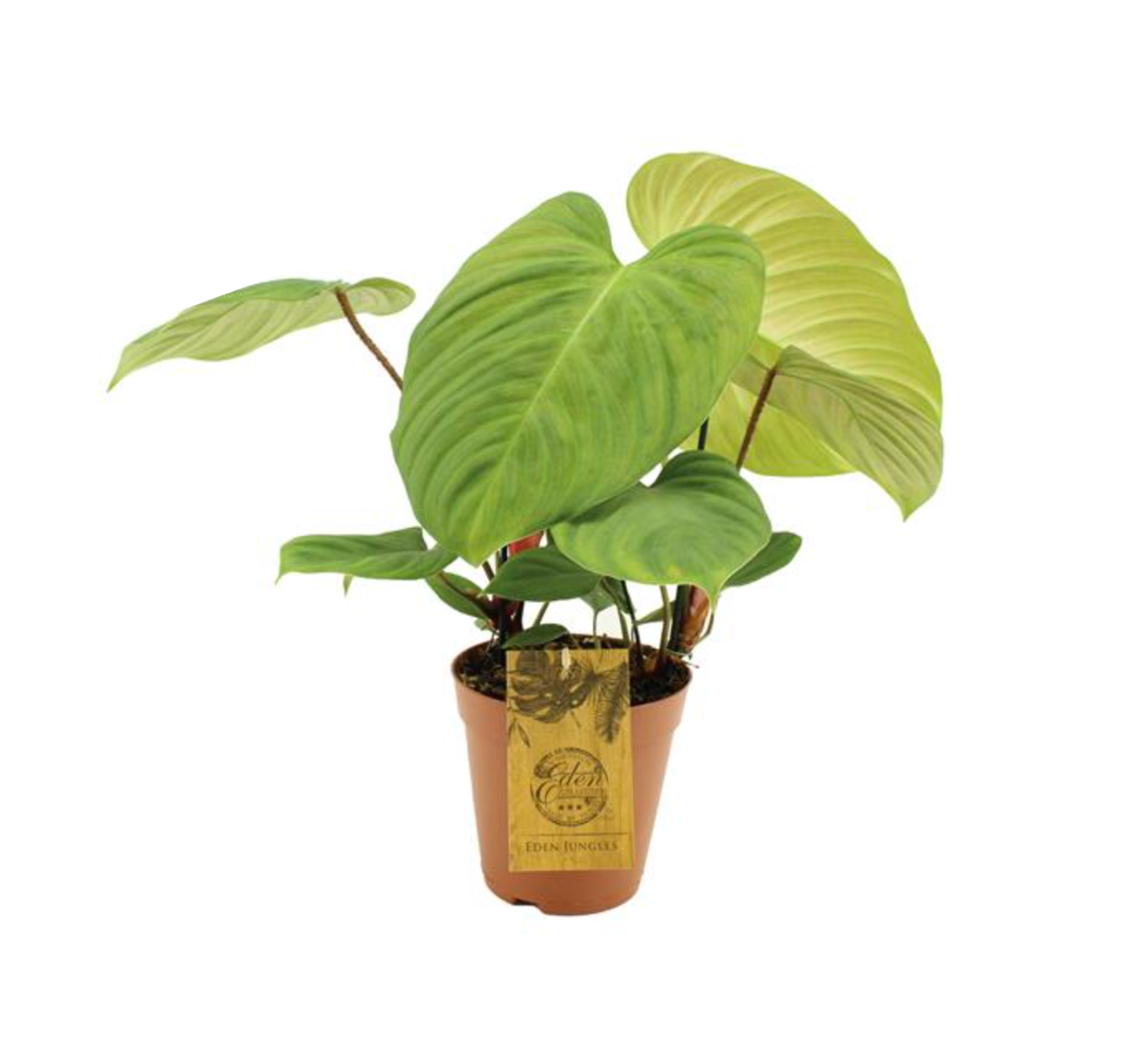 Philodendron sp. Fuzzy petiole