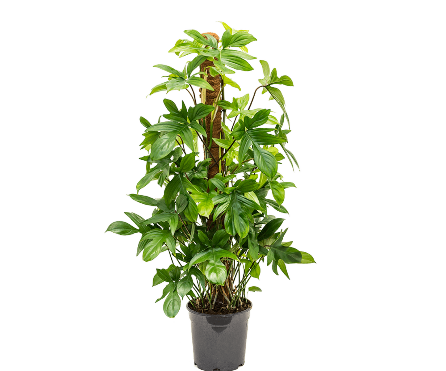 Philodendron pedatum