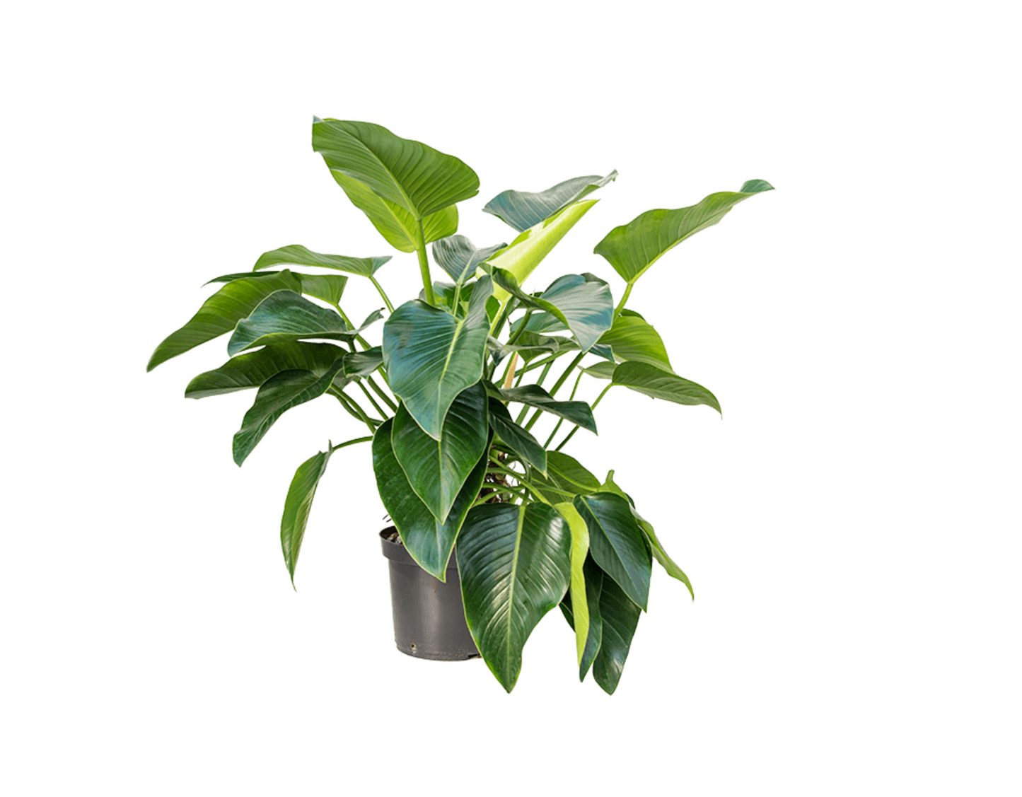 Philodendron erubescens 'Green Beauty' - Spore Nursery