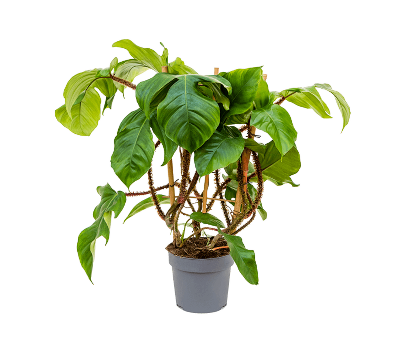 Philodendron squamiferum